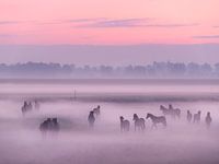 Chevaux dans le brouillard