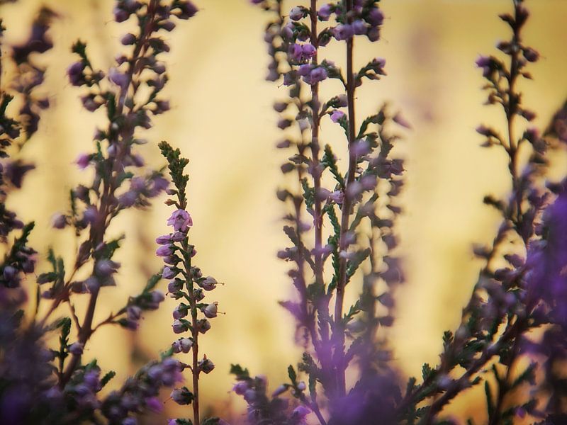 Purple heather by Monique Verlouw