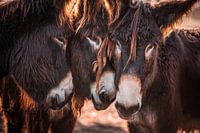 Schmusende französische Baudet de Poitou Esel | Fine-Art