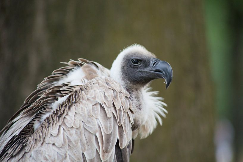 raubvogels von marijke servaes