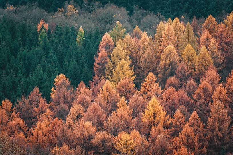 Indian Summer von Joris Machholz