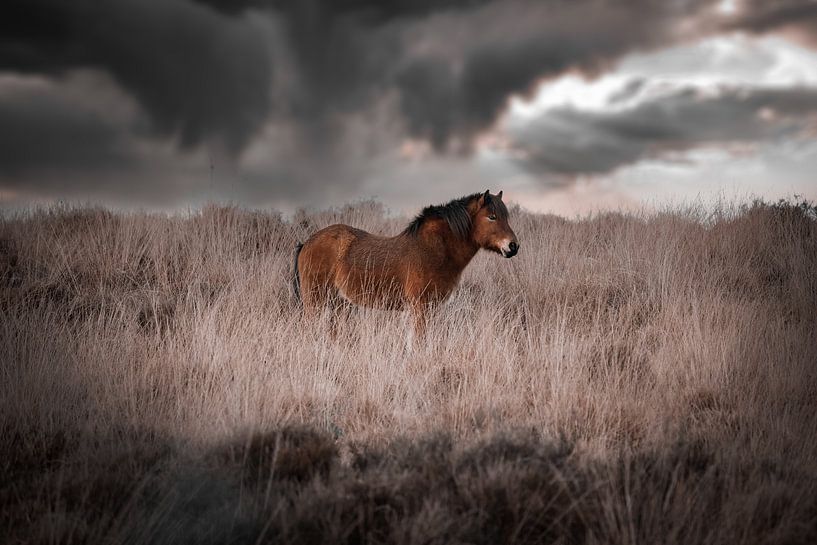 Isländisches Pferd auf der Posbank von Kim van Beveren
