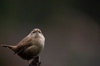 Wren