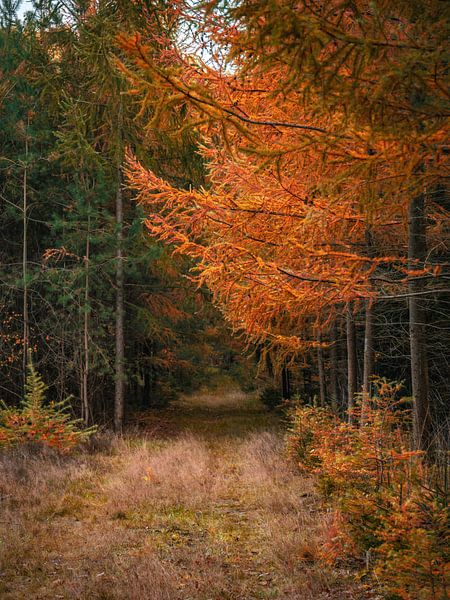 fall 2022 6 by snippefotografie