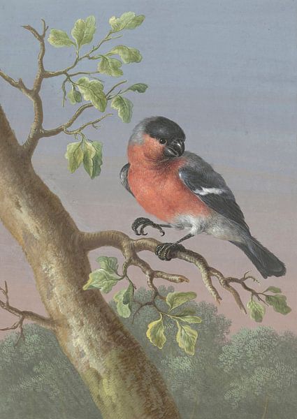 Chardonneret, Barbara Regina Dietzsch - vers 1716 par Het Archief