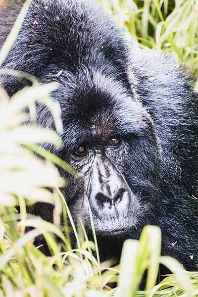 Parc national de Mgahinga - Le refuge des derniers géants par Rick Massar