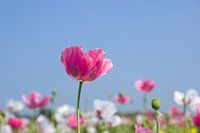Roze papaver, klaproos