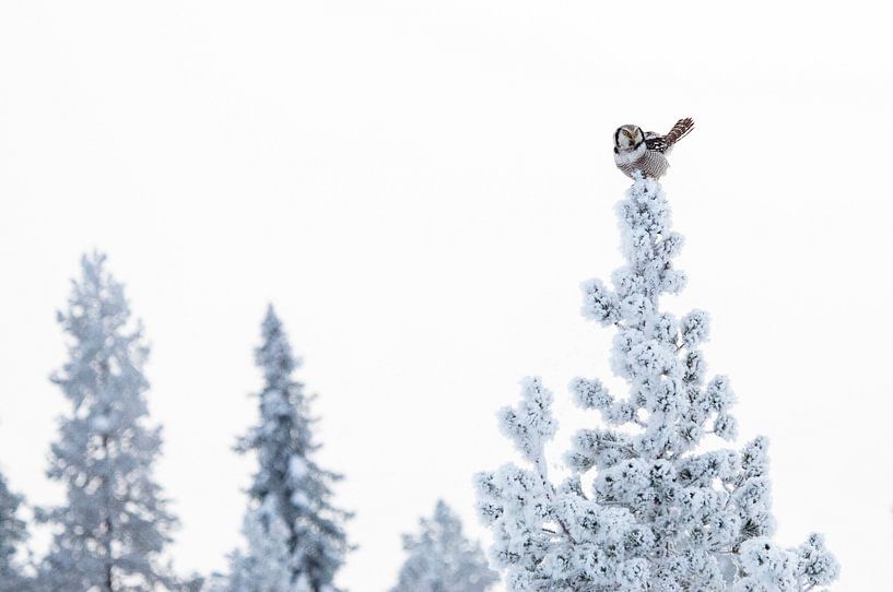 Chouette épervier, Surnia ulula par Beschermingswerk voor aan uw muur
