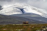 2 Musk oxen for Snøhetta in Norway