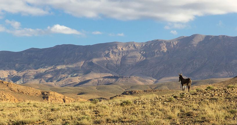 Esel in Marokko von Kelly Baetsen