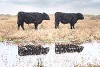 Mosaic cows on Texel