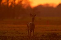 roe deer in evening light