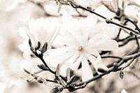 White magnolia