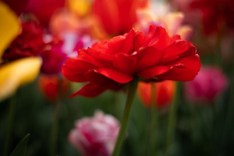 Tulipes par Lauw Design & Photography
