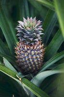 Ananas in grün - Französisch-Polynesien Reisefotografie Druck