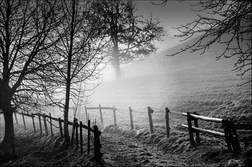 Foggy morning - foggy morning by Reiner Borner