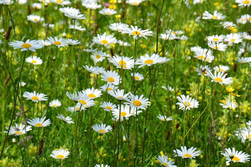 Margrieten by Maurice Kruk