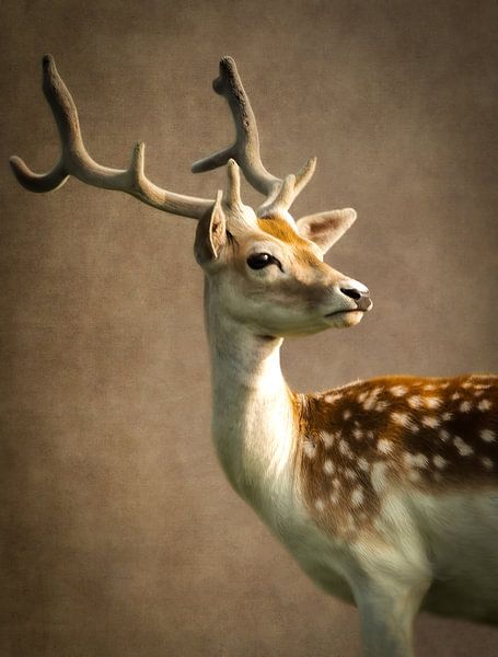 Cerf : portrait d'un cerf en brun par By Marjolein Design