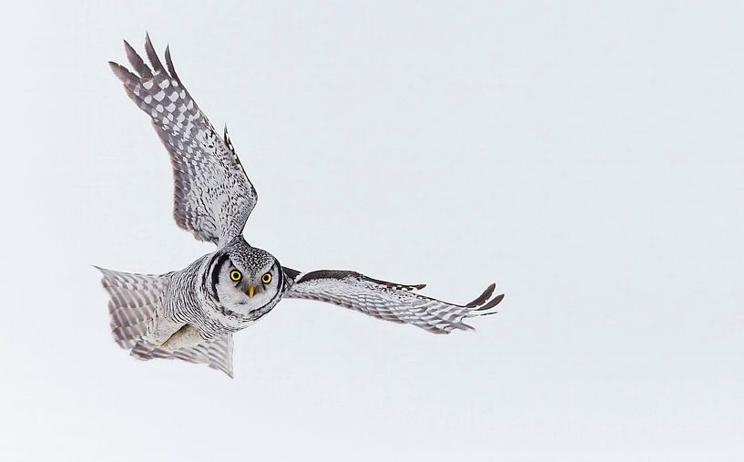 Flying Northern Hawk Owl (Surnia ulula) by Beschermingswerk voor aan uw muur