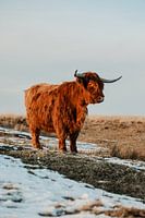 Scottish highlander