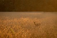 Reh wird in einem Getreidefeld fotografiert
