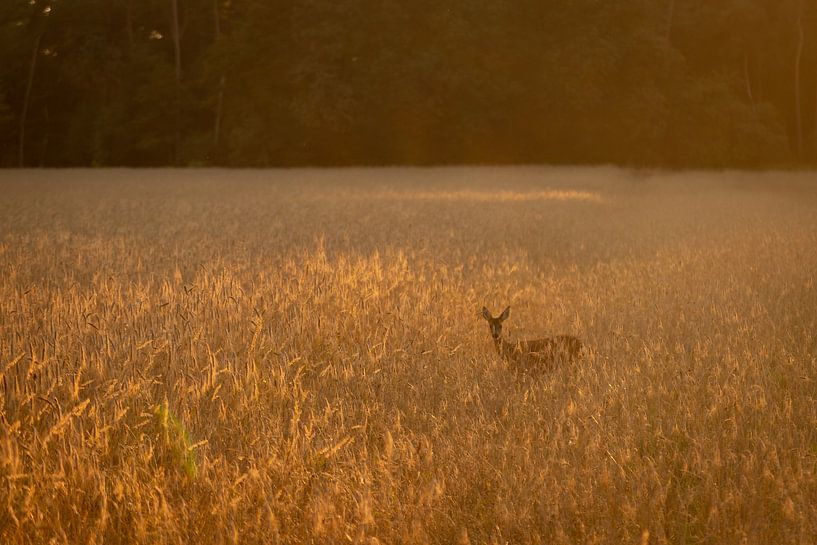 Chevreuil  se fait photographier dans un champ de céréales par Marcel Runhart