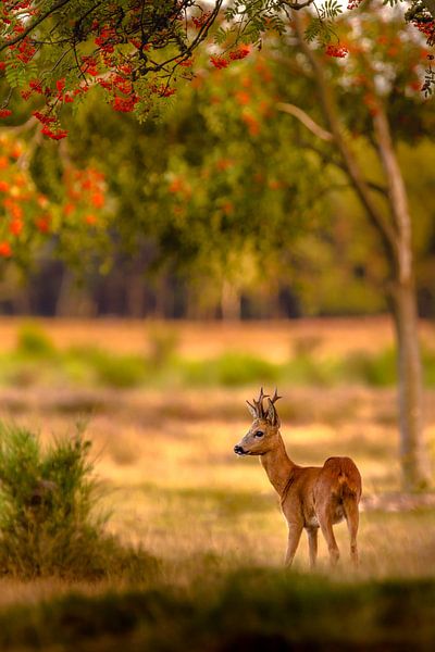 Rowan unter Rowan von Andy Luberti