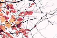 Gouden herfstbladeren