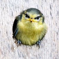 Blaumeise - erster Blick in die Welt