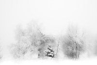'WINTER' ,trees in the fog. Black-and-white photography.