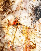 Le noyau dans les tons de terre