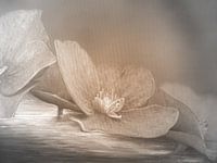 Hortensienblüte beige - Fantasielandschaft