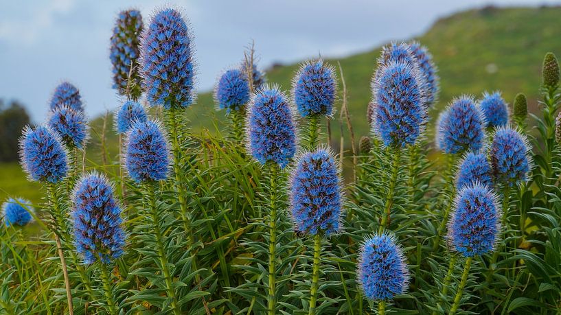 Madeira - Blau blühende Blumen genannt der Stolz von Madeira auf grüner Wiese Natur Landschaft Panorama von adventure-photos
