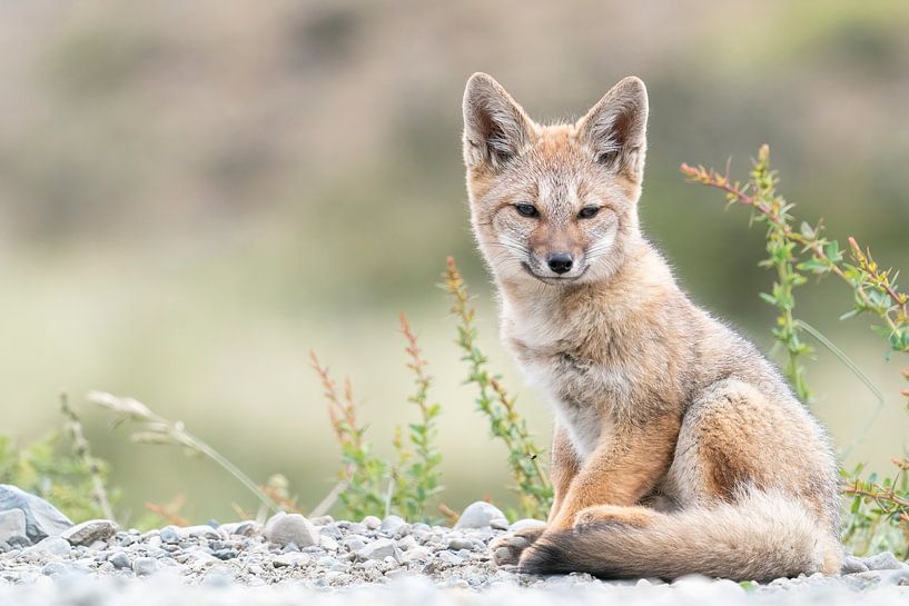Le renard gris sud-américain s'assoit et prend du bon temps. par RobJansenphotography