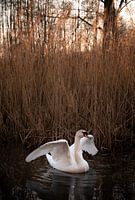 Fluttering swan in a ditch at sunset