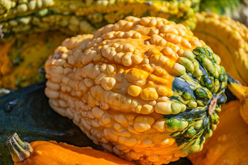 La magie de la citrouille en automne par Photoart-Naegele