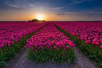 Tulpenzwiebelfeld in Nordholland