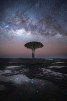 Le Dragontree la nuit (Socotra)