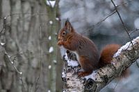Eekhoorn eet een noot in de sneeuw.