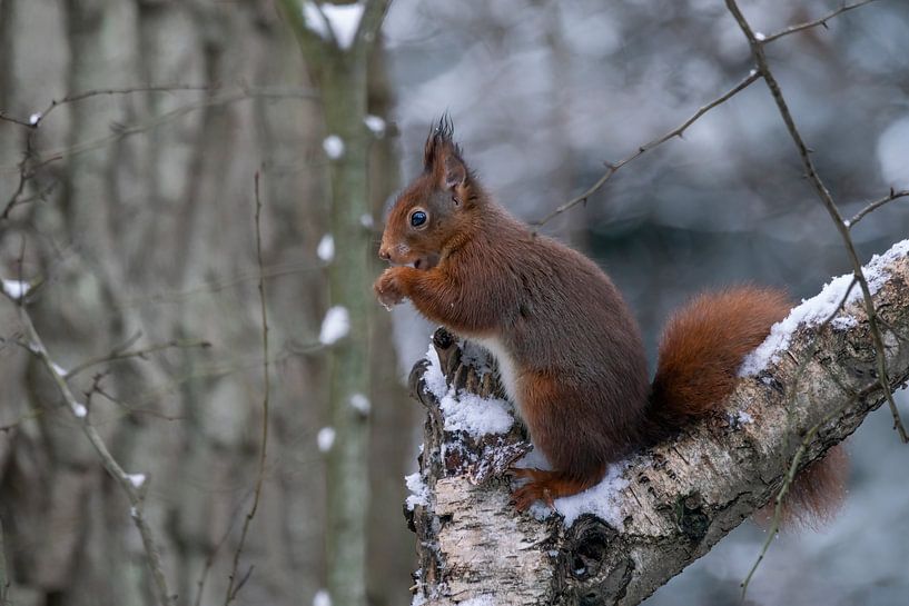 Squirrel eating a nut in the snow. by Albert Beukhof