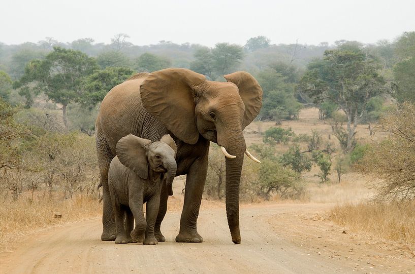 Mother elephant with her baby. by Kirsten - Where She Goes