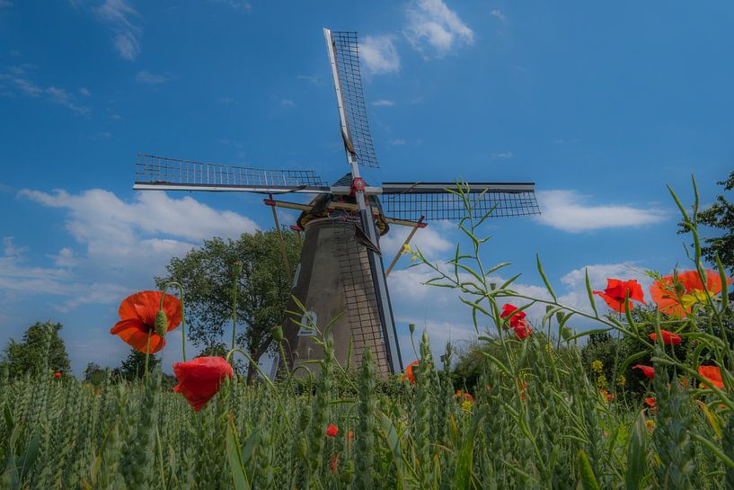 Molen tussen veldbloemen von Moetwil en van Dijk - Fotografie