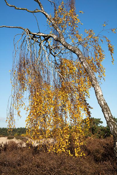 Birke von Johan Zwarthoed