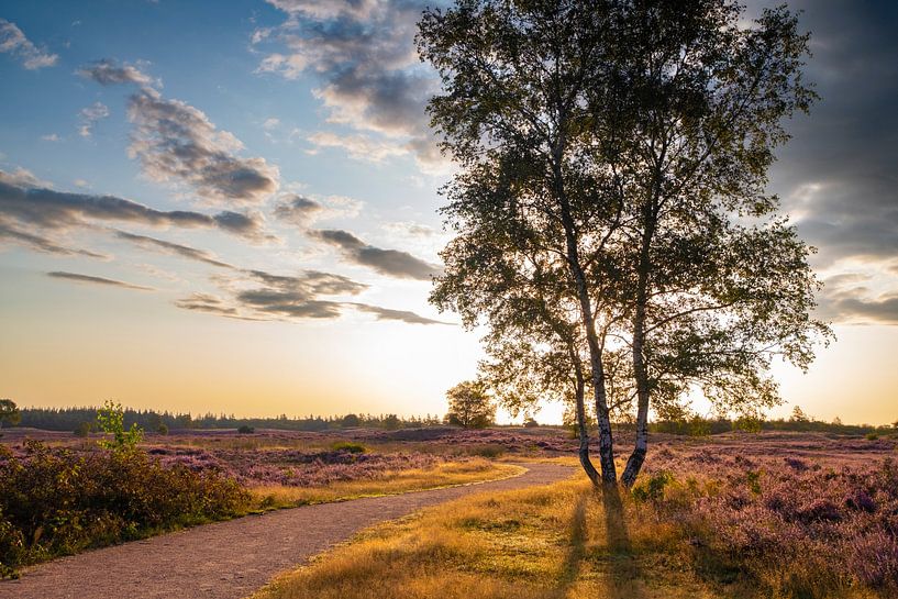 Blühende Heidekrautpflanzen in einer Heidelandschaft bei Sonnenaufgang von Sjoerd van der Wal Fotografie
