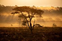 Tree on the heath sunrise