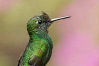 Le colibri brillant à couronne verte dans la forêt de nuages de Monteverde.