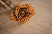 Minimalist photo of dried flower(s)