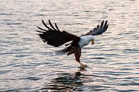 Fischadler Malawisee