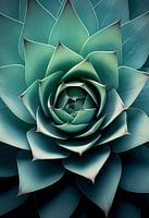 Sukkulente Symmetrie