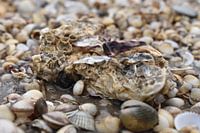 Un gros coquillage sur la plage